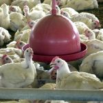 japao-suspende-importacao-de-carne-de-aves-de-mato-grosso-do-sul