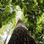 bioeconomia-e-vantagem-competitiva-na-transformacao-ecologica